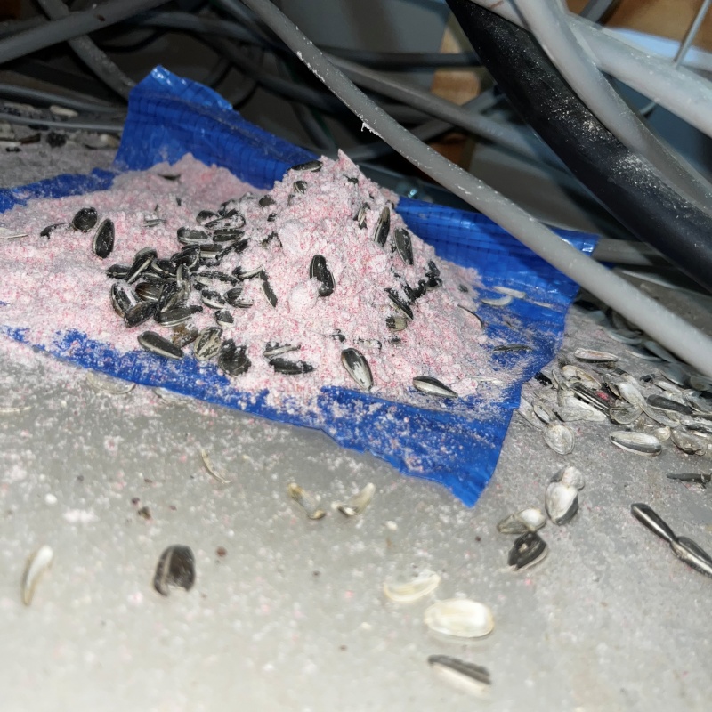 天井裏に殺鼠剤を設置