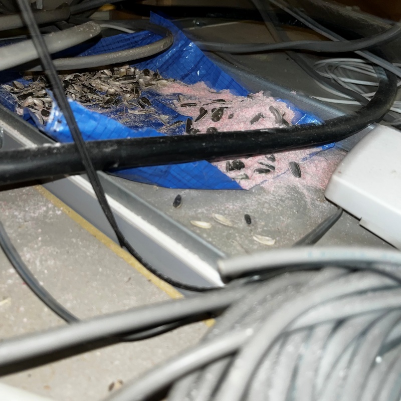 ネズミが殺鼠剤を食べたあと