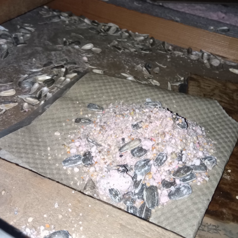 皿に盛った殺鼠剤