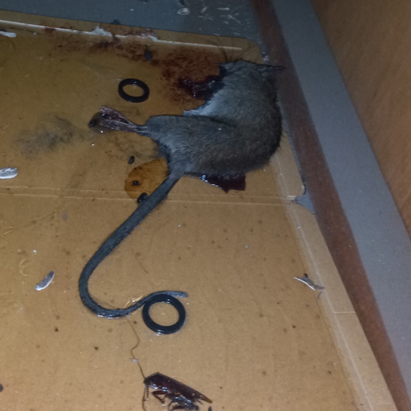 粘着シートにかかったネズミ