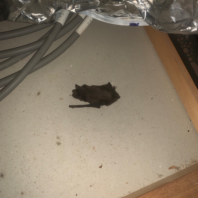 屋根裏のコウモリの死骸