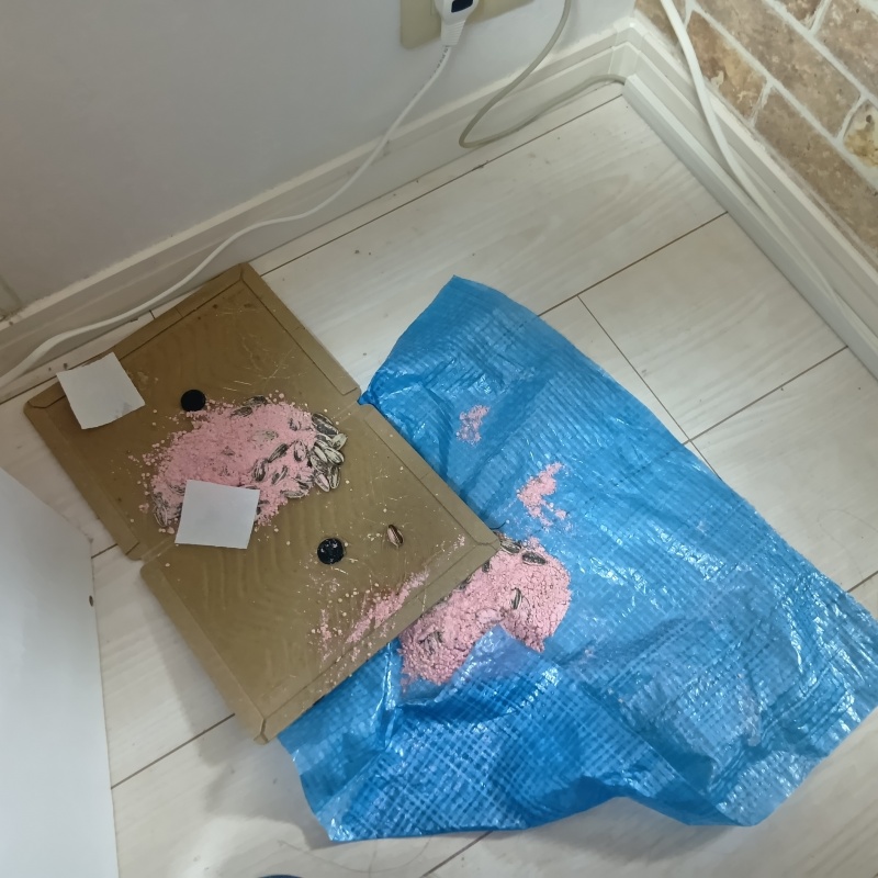 殺鼠剤と粘着シートを設置