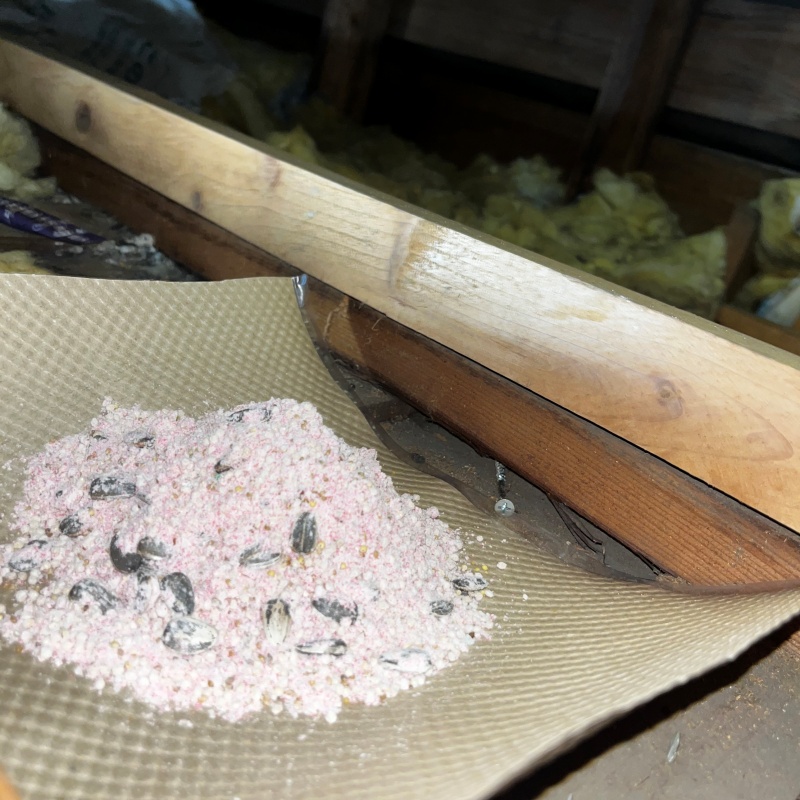 天井裏に殺鼠剤を設置