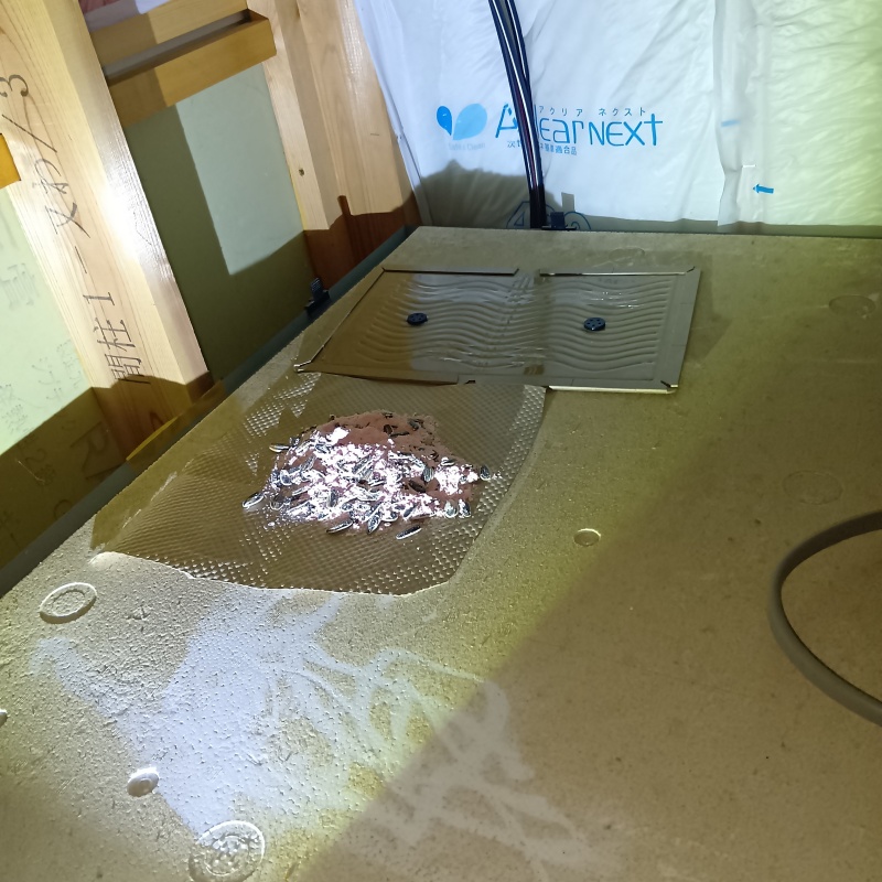 天井裏に殺鼠剤と粘着シートを設置