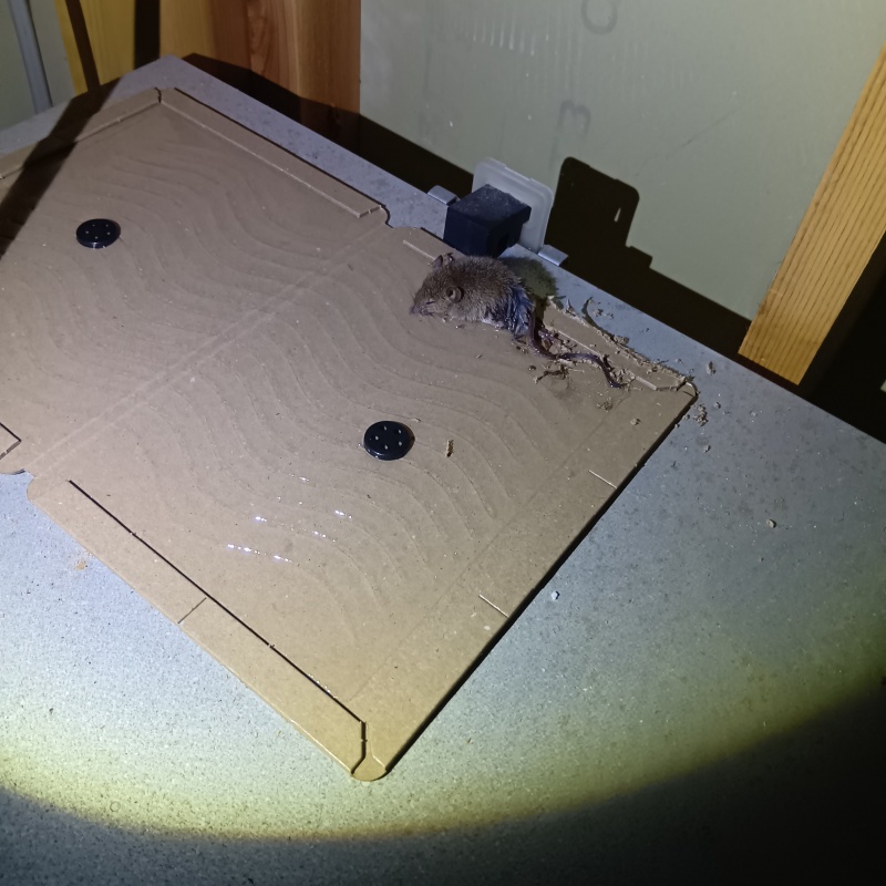 粘着シートにかかったネズミ