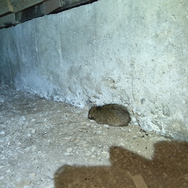 床下で見つかったネズミの死骸