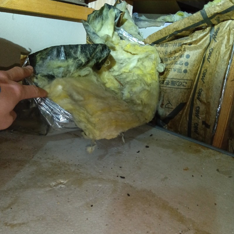 汚れた断熱材とフン
