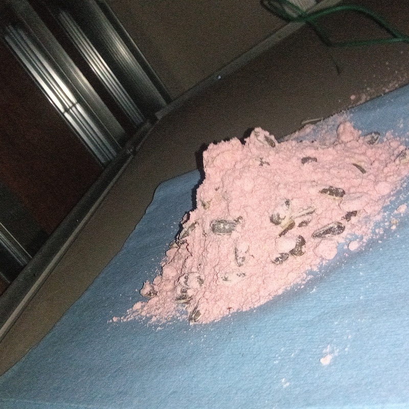 天井裏に殺鼠剤を設置