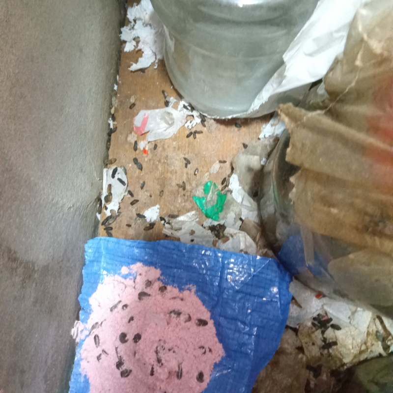 殺鼠剤を設置