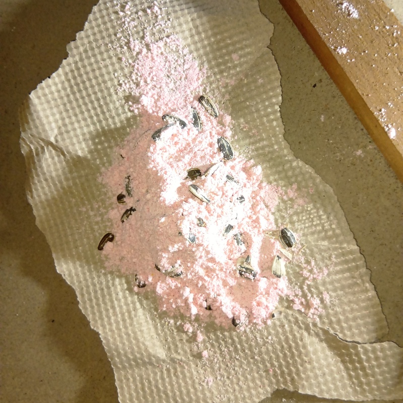 天井裏に殺鼠剤を設置