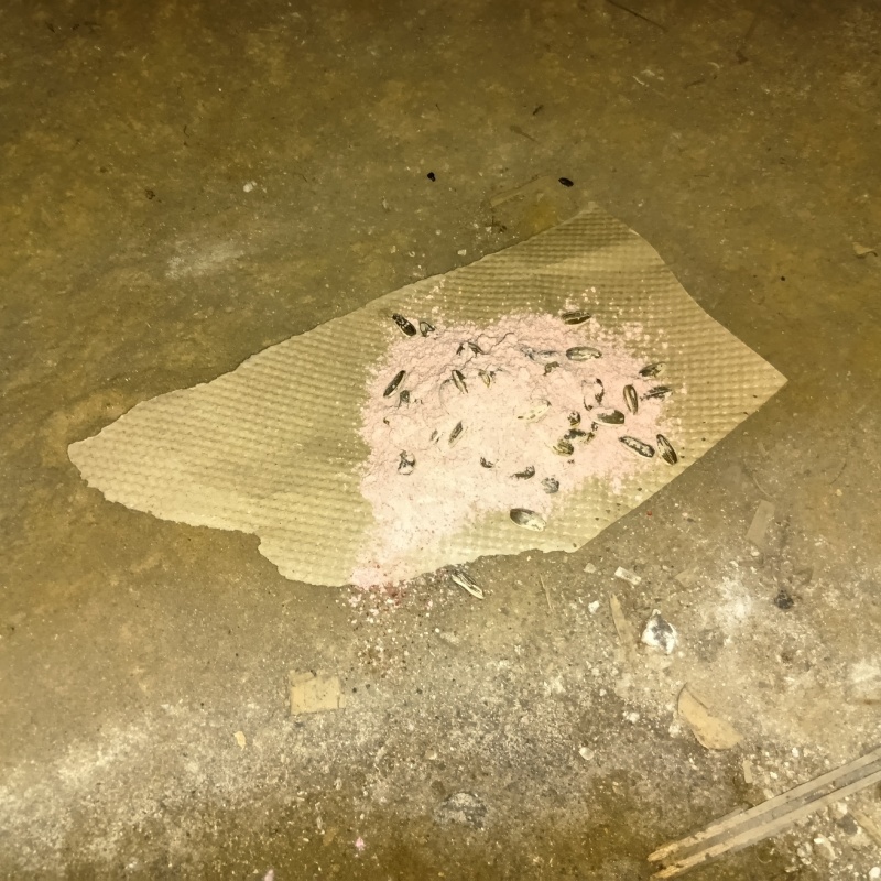 床下に殺鼠剤を設置