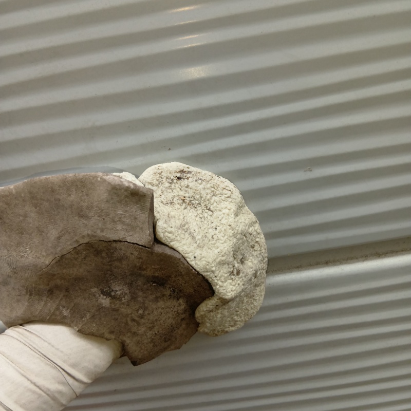 配管まわりのすき間を封鎖