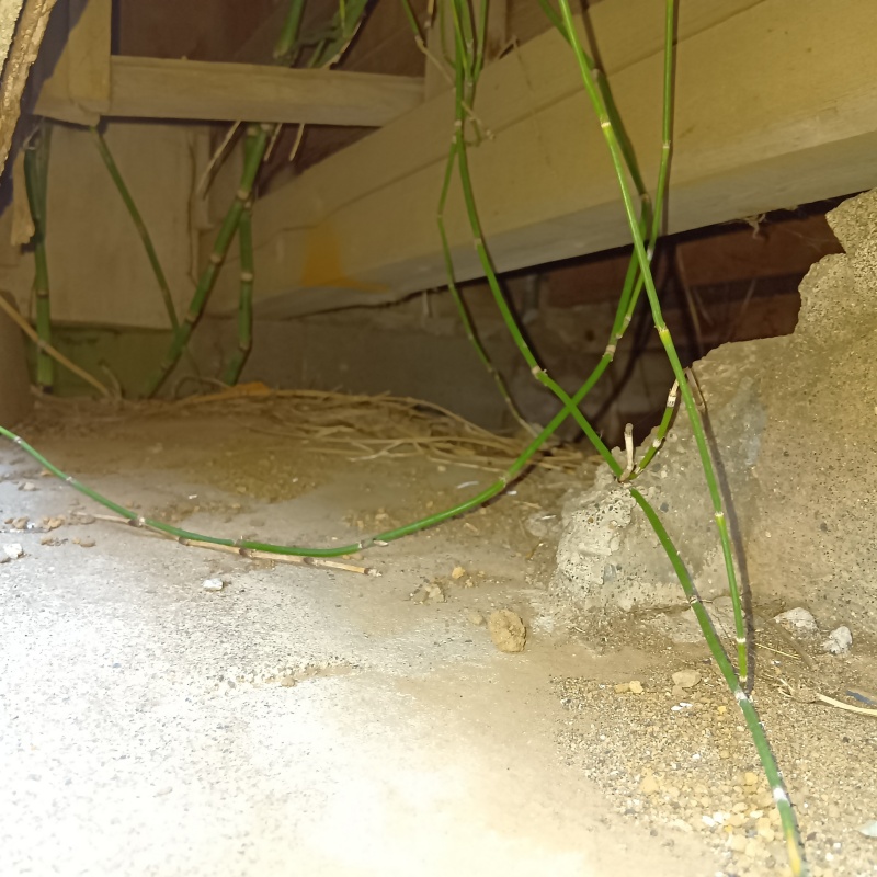 ネズミ駆除の施工事例（千葉県船橋市）