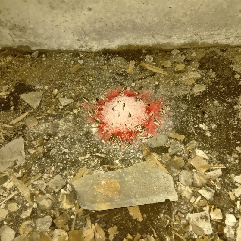 床下に殺鼠剤を設置