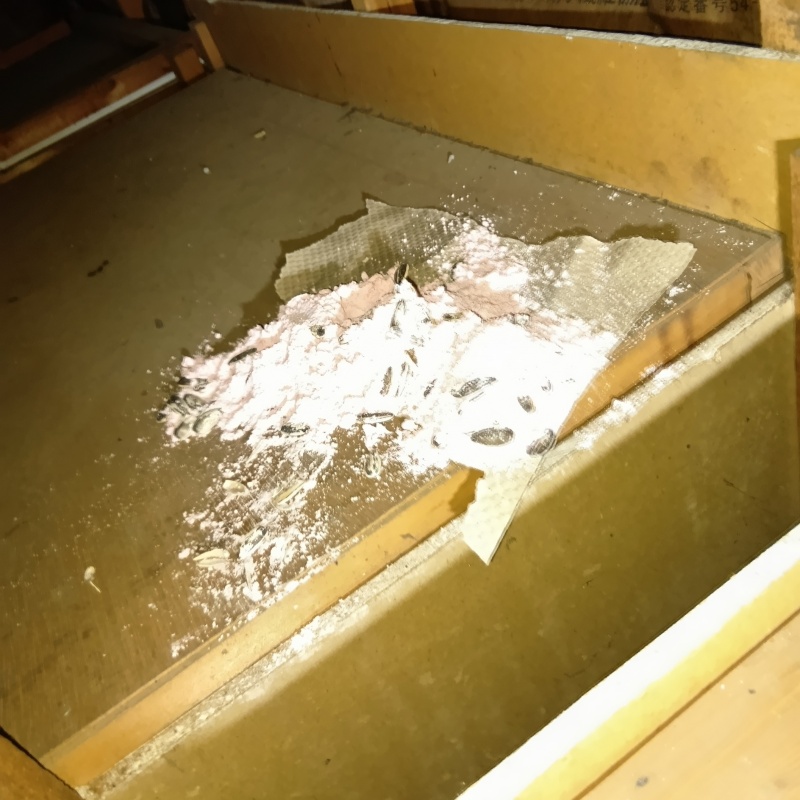 ネズミが殺鼠剤を食べたあと