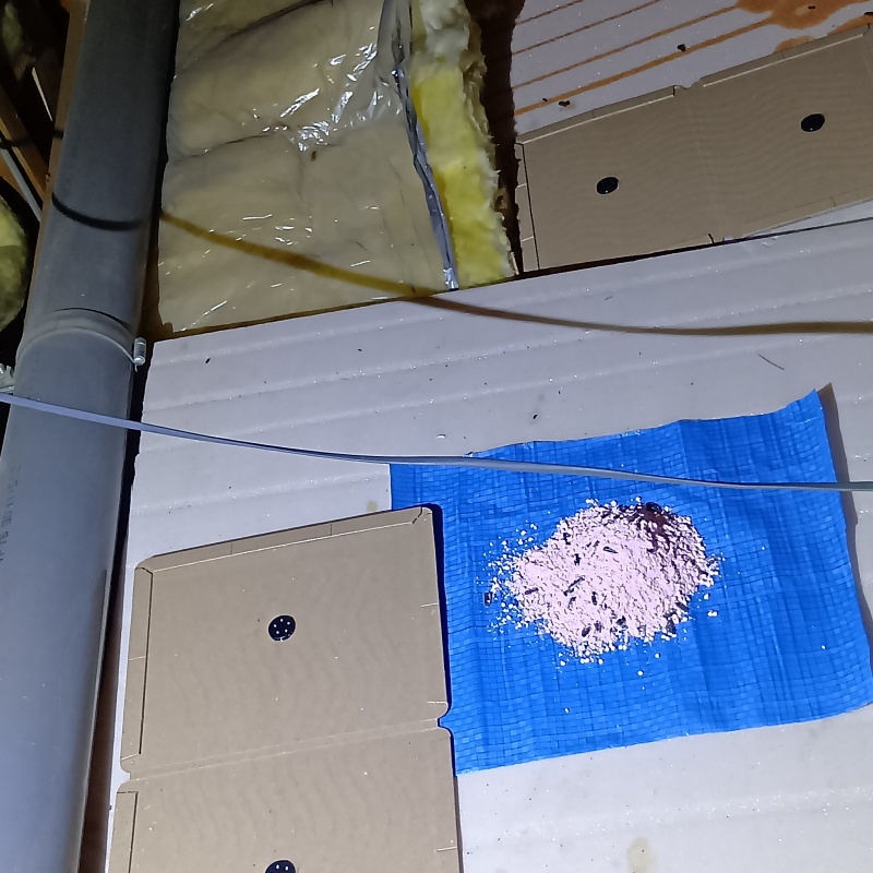 殺鼠剤と粘着シートを設置