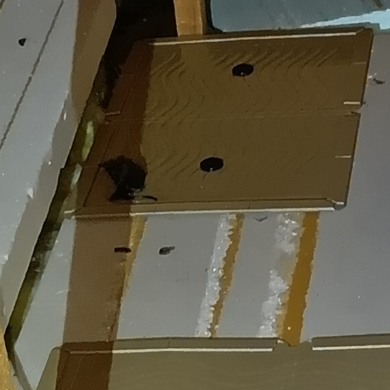 粘着シートにかかったネズミ