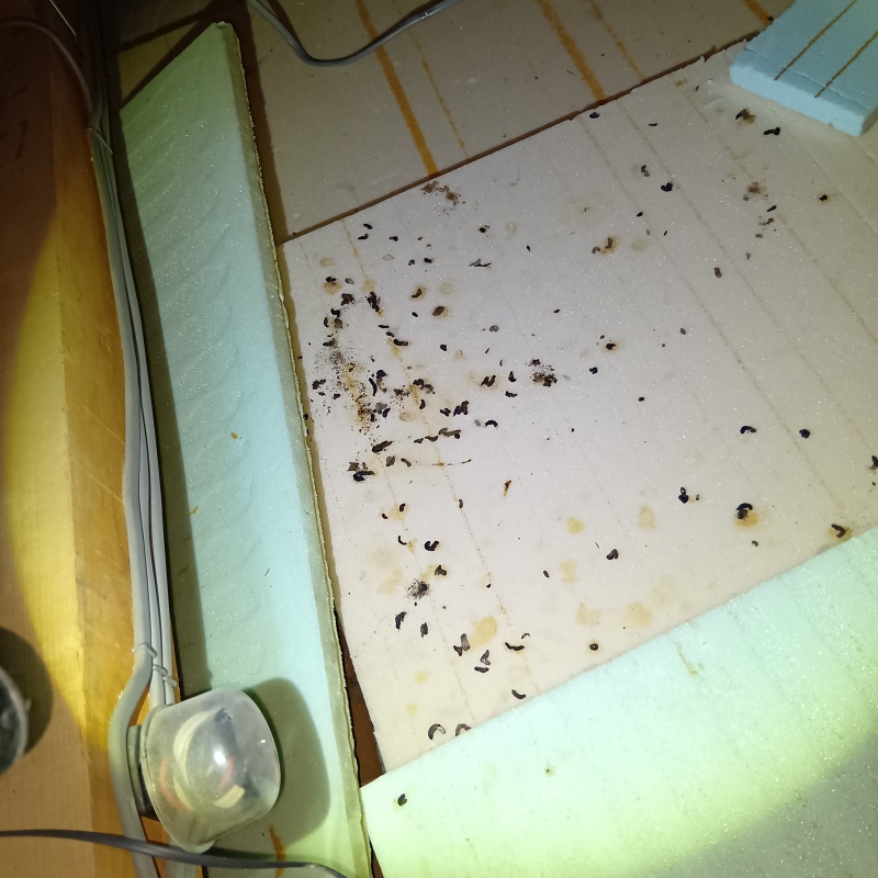 天井裏のフン害