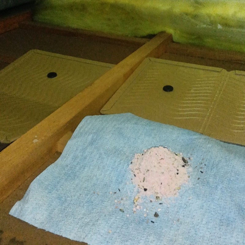 殺鼠剤と粘着シートを設置