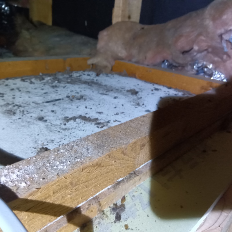 天井裏のフン害