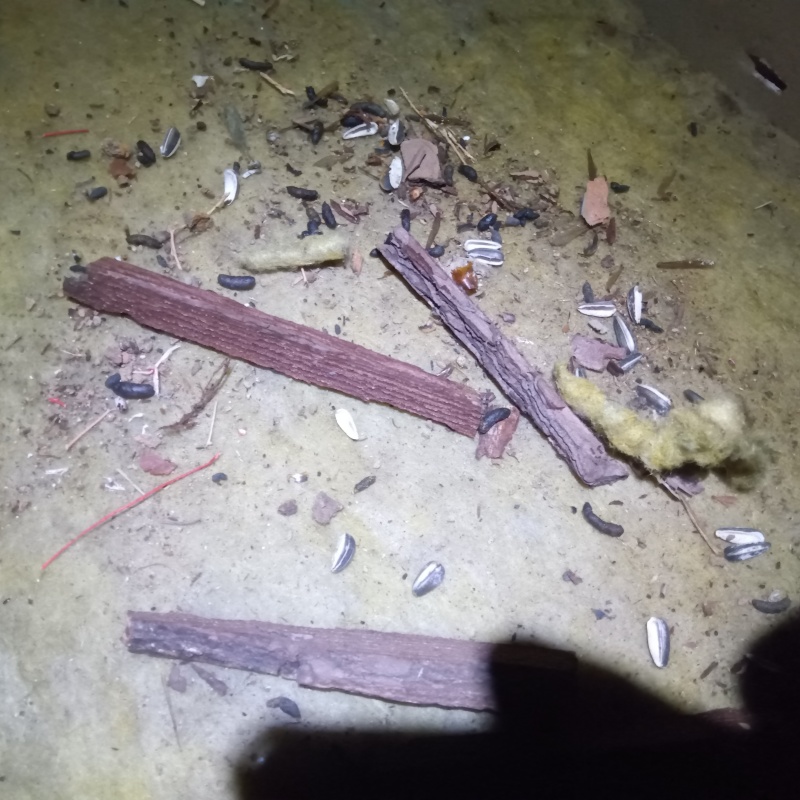 ネズミ駆除の施工事例（山梨県北杜市高根町村山東割）