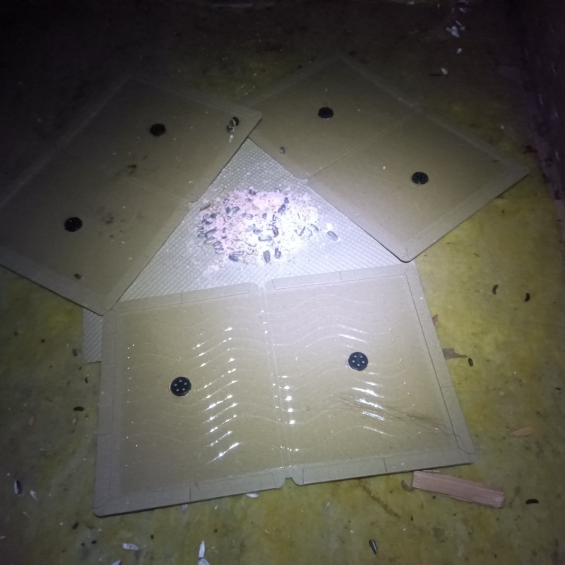 殺鼠剤のまわりに粘着シートを設置