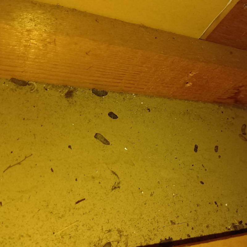 天井裏のフン害