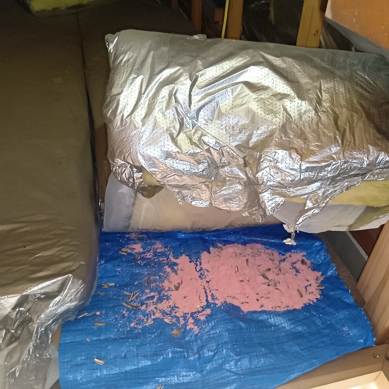 ネズミが殺鼠剤を食べたあと