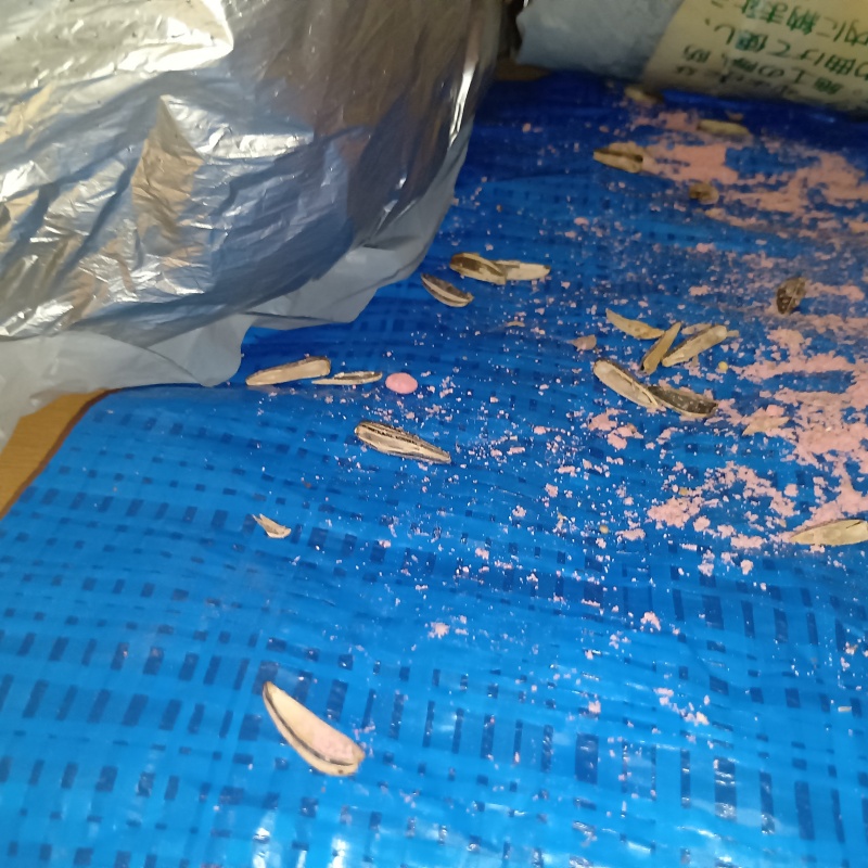 ネズミが殺鼠剤を食べたあと