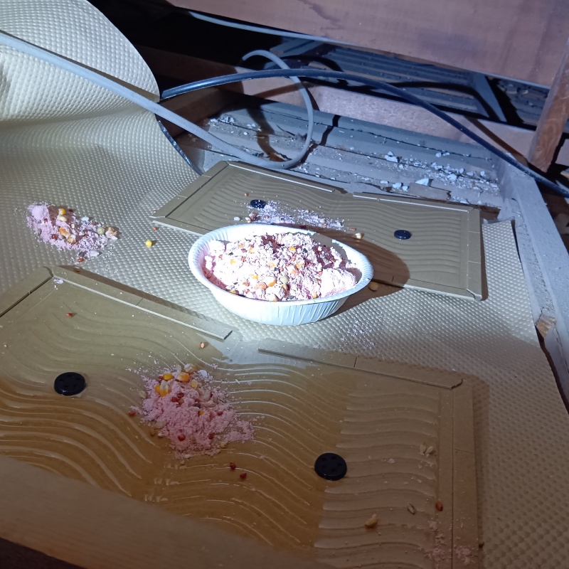 殺鼠剤と粘着シートを設置