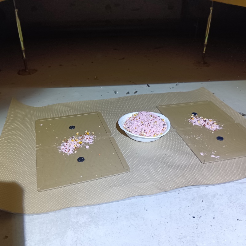 殺鼠剤と粘着シートを設置