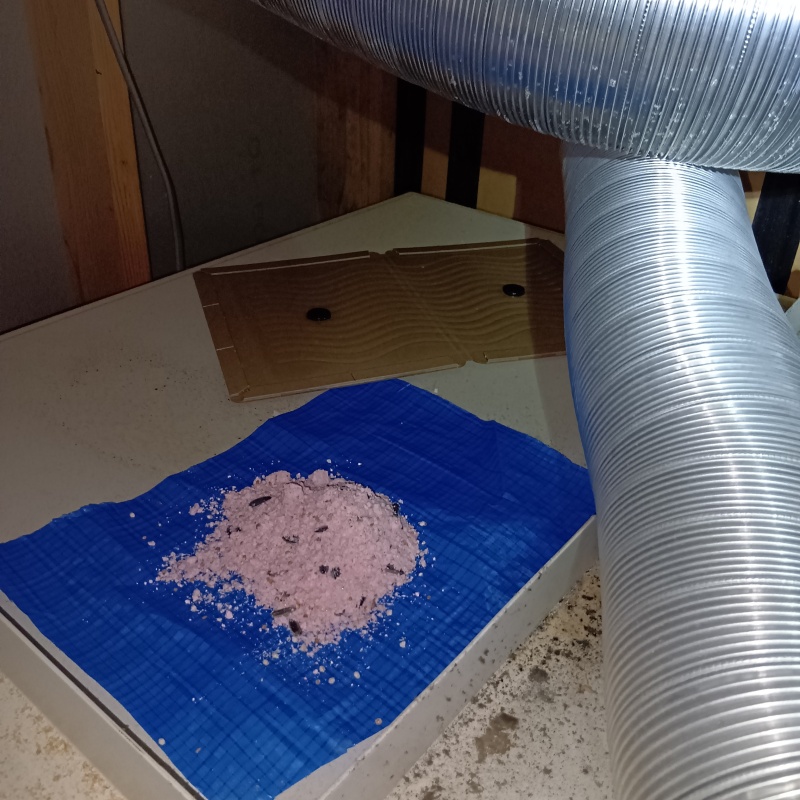 殺鼠剤と粘着シートを設置