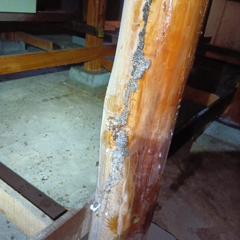 床下木材に作られた蟻道