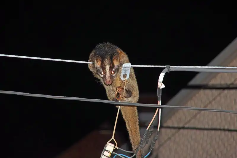 ハクビシン駆除に役立つハクビシンの生態