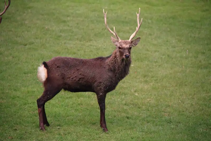 害獣対策が必要な動物5、シカ