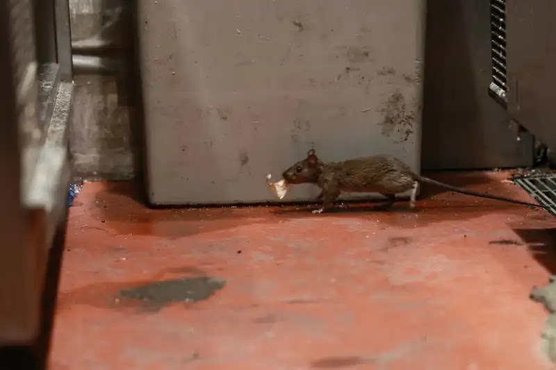 ネズミがマンションに出たら起きる問題