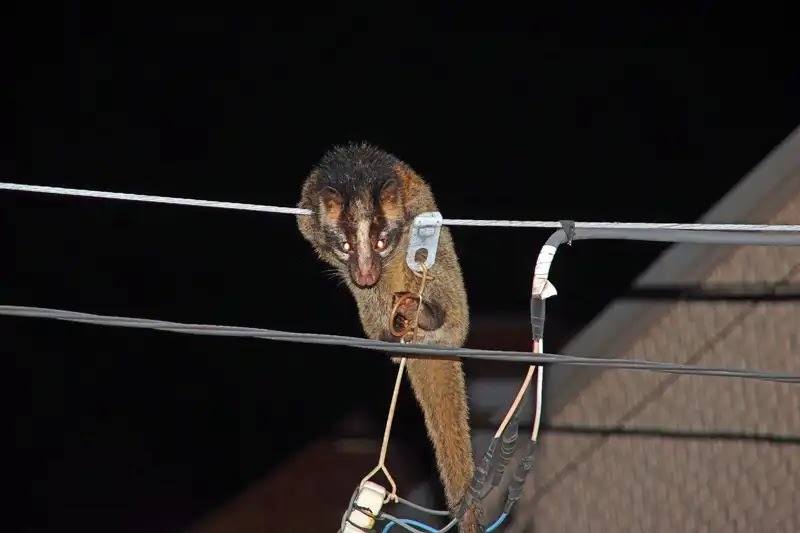 ハクビシン駆除に役立つハクビシンの生態