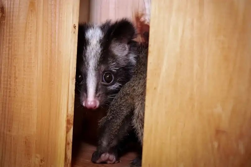ハクビシン駆除方法6選