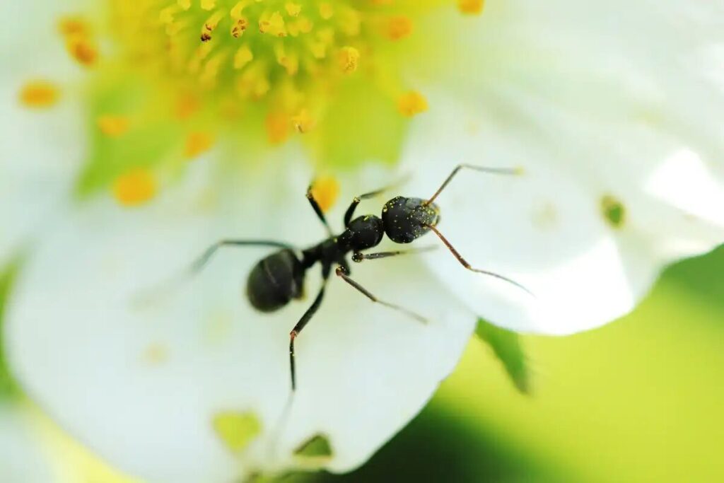 シロアリとクロアリの違い、クロアリ