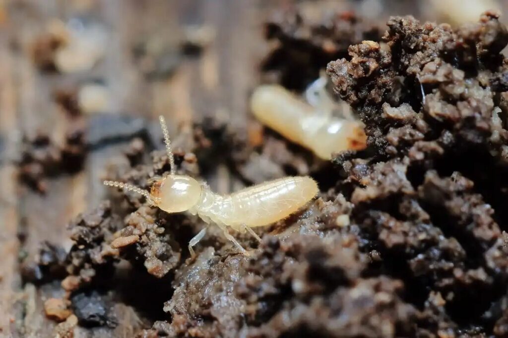 シロアリとクロアリの違い、シロアリ