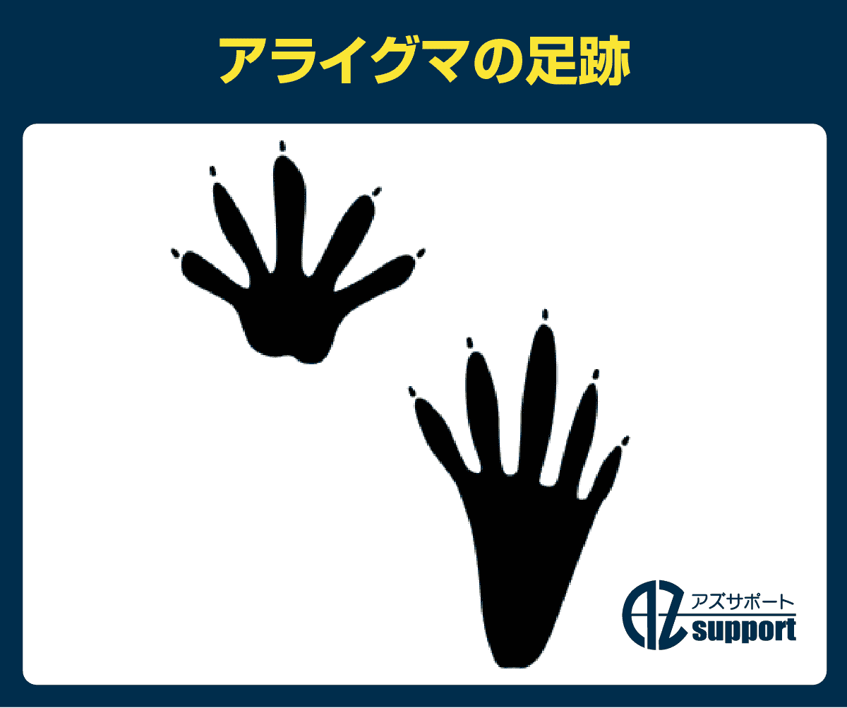 アライグマ駆除の参考になるアライグマの足跡