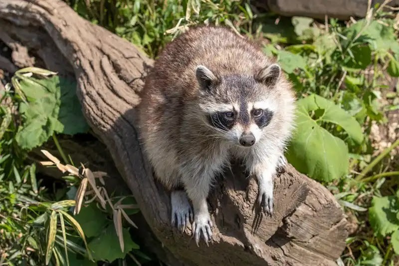 アライグマの駆除に役立つ生態情報
