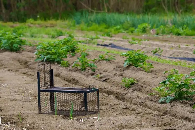 アライグマを駆除すべき被害の例