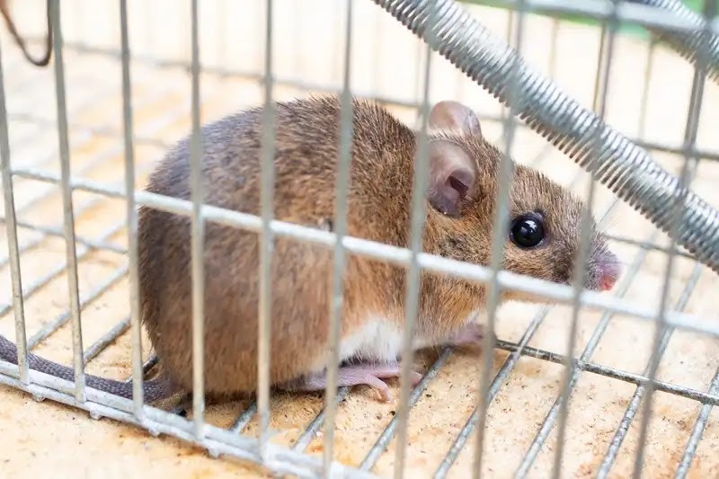 害獣対策の予備知識、害獣は法的に定義がない