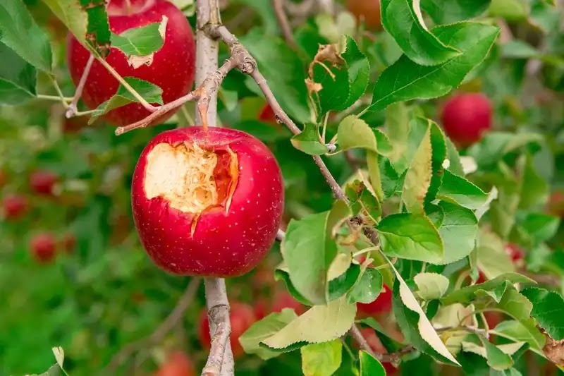 害獣対策の予備知識、害獣被害は農作物被害が多い