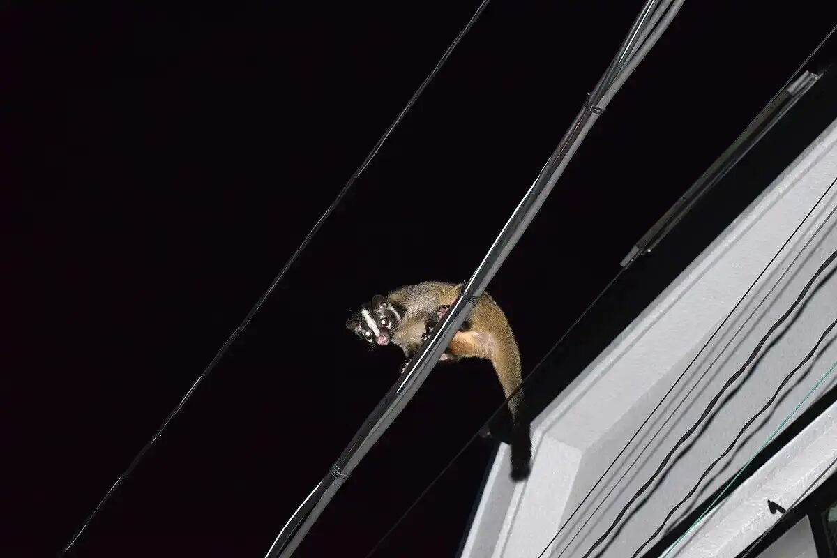 害獣対策が必要な動物2、ハクビシン