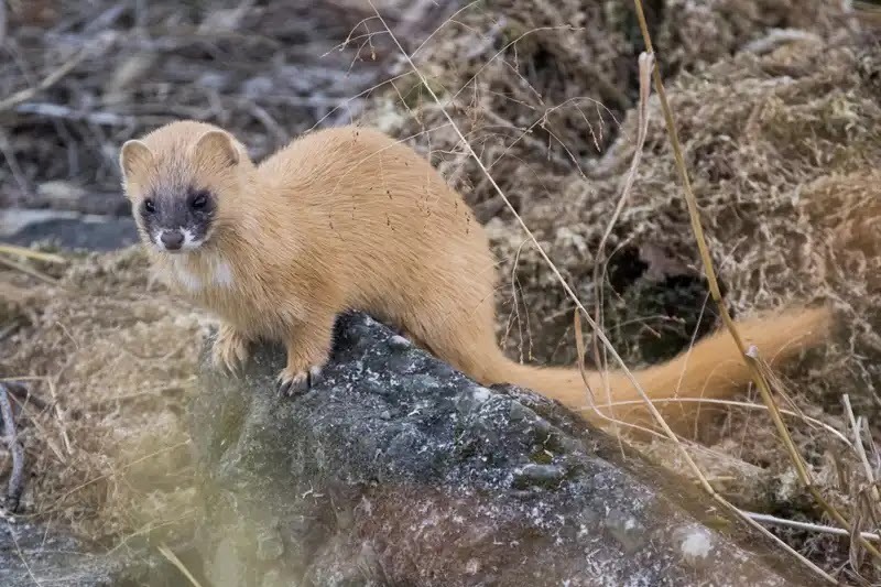 害獣対策が必要な動物3、イタチ