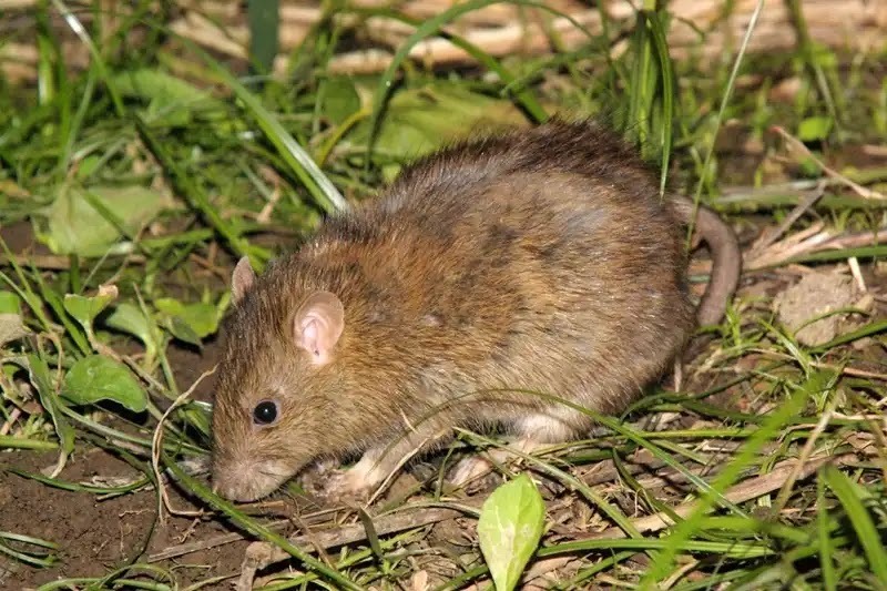 害獣対策が必要な動物4、ネズミ