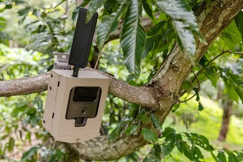 害獣対策5トレイルカメラで害獣を特定する