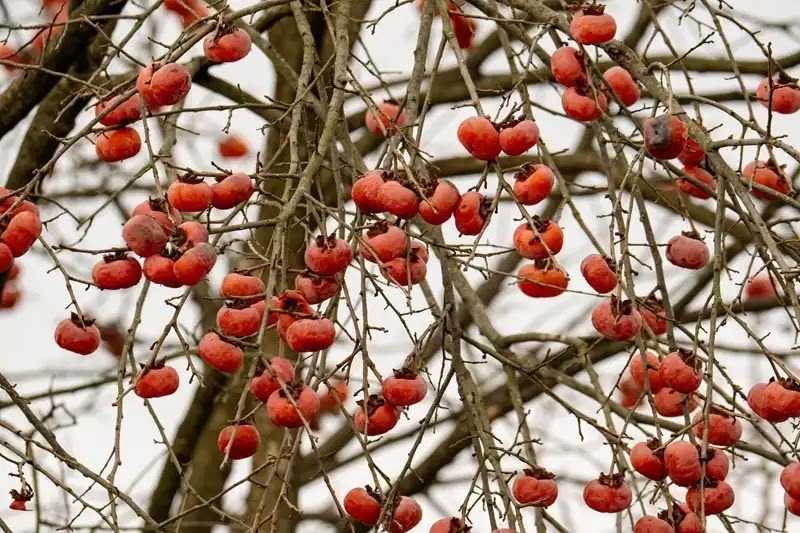 害獣対策6エサをなくして環境改善